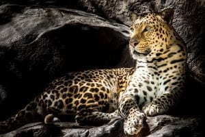 brown leopard on focus photography